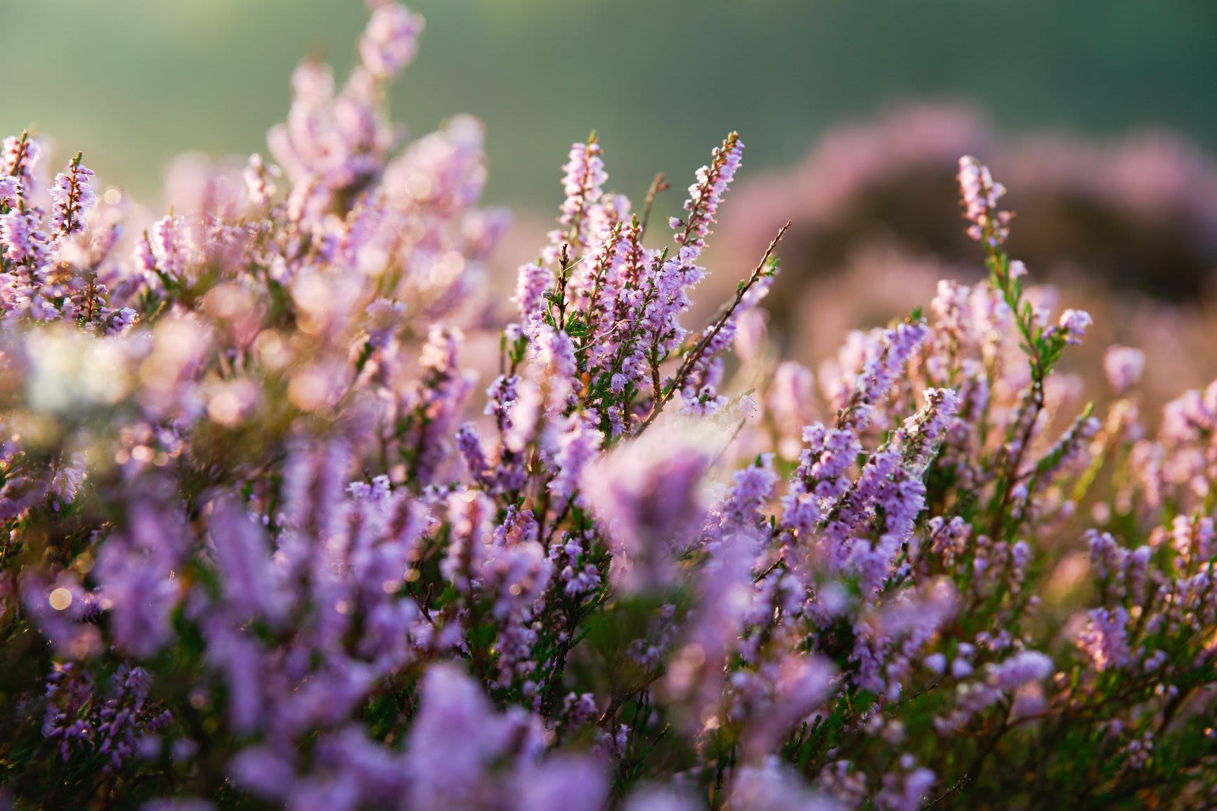 Heather on the moor